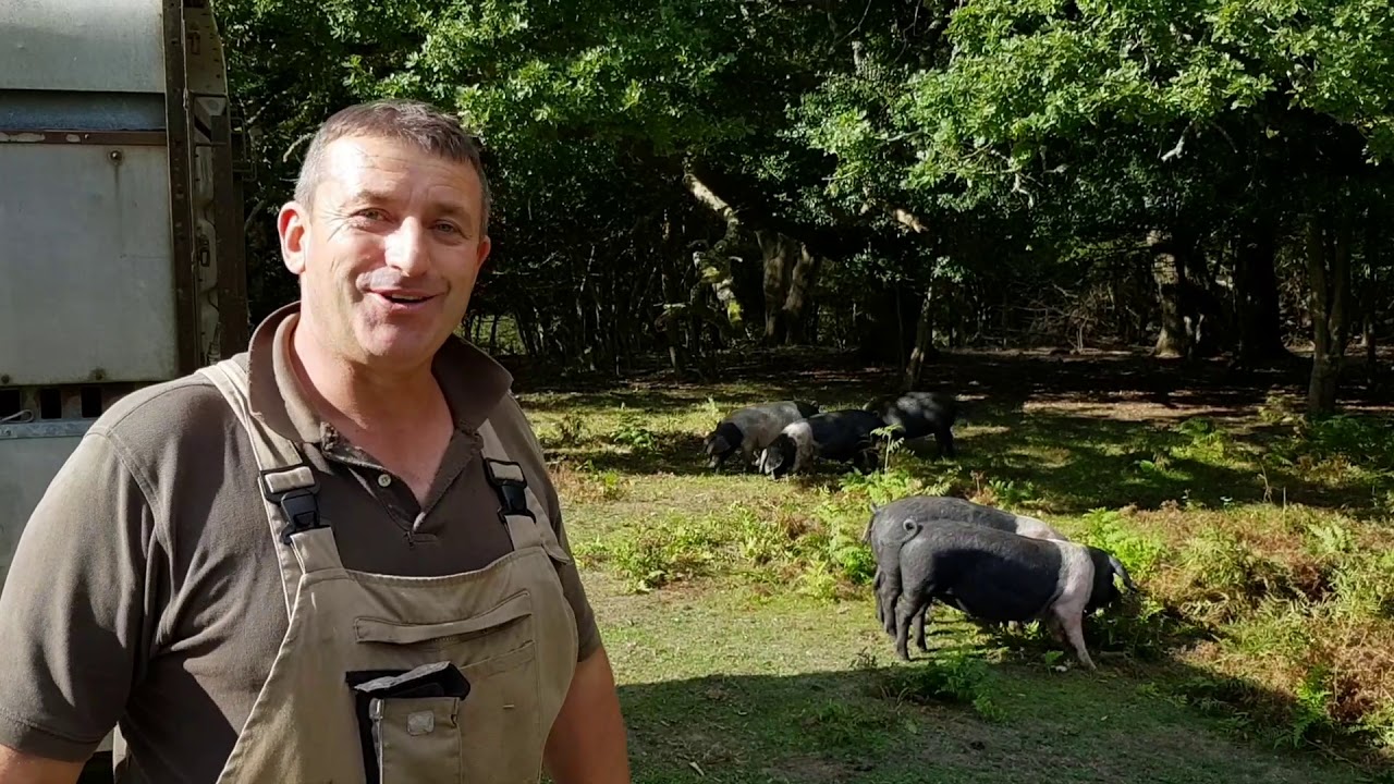 A New Forest commoner releases his pigs for the pannage season