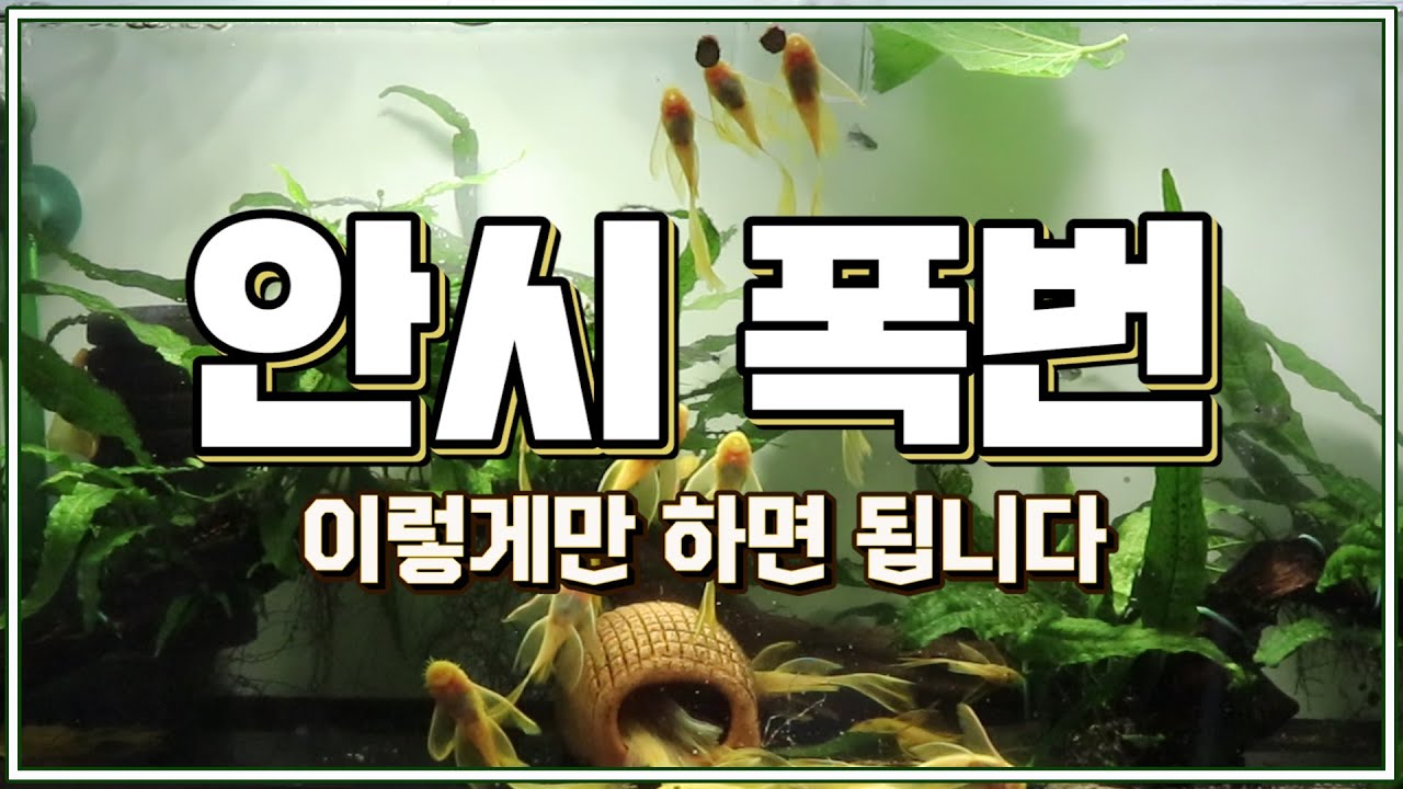 안시 브리딩｜이렇게만 하면 폭번 성공! [안시는 사자다]