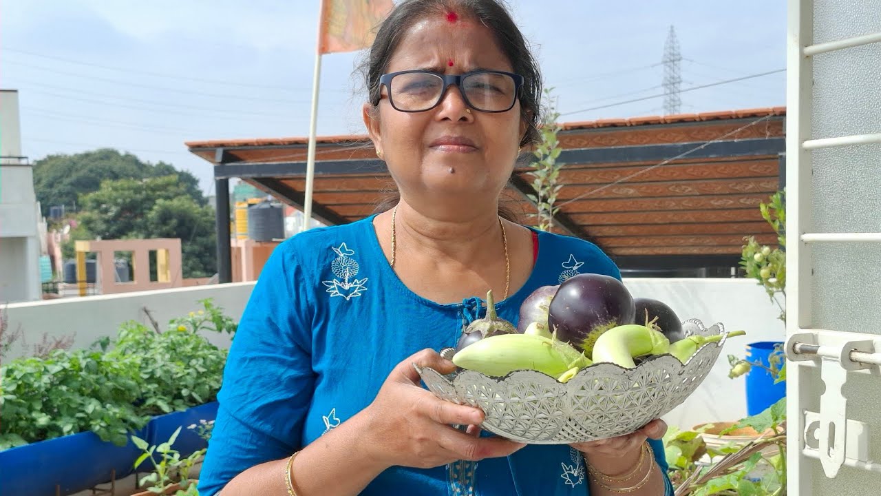 Aaj  hamara bampar harvesting  kiya,#Terrace Garden #kitchen garden #yt video #vee's garden 