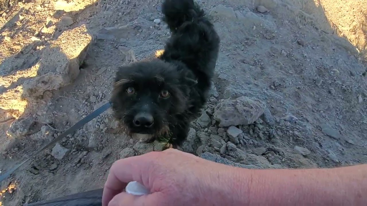 A short desert walk with Tucker and Sweetie.