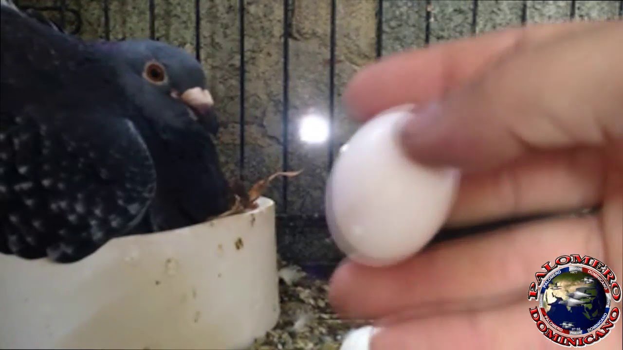 INFERTILIDAD EN NUESTRAS AVES RESUELTO