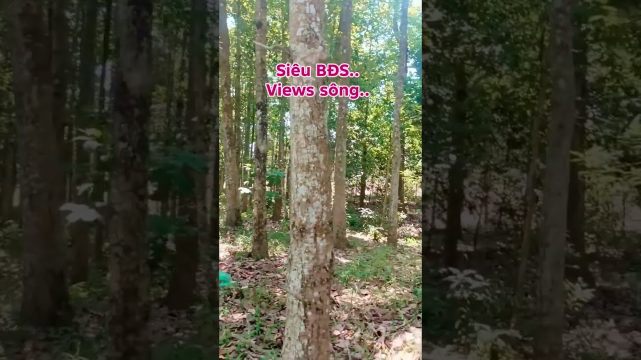 3,2 mẫu views s&ocirc;ng, c&oacute; thổ cư.. #batdongsan #datvuonnhontrach #muabandatgiare