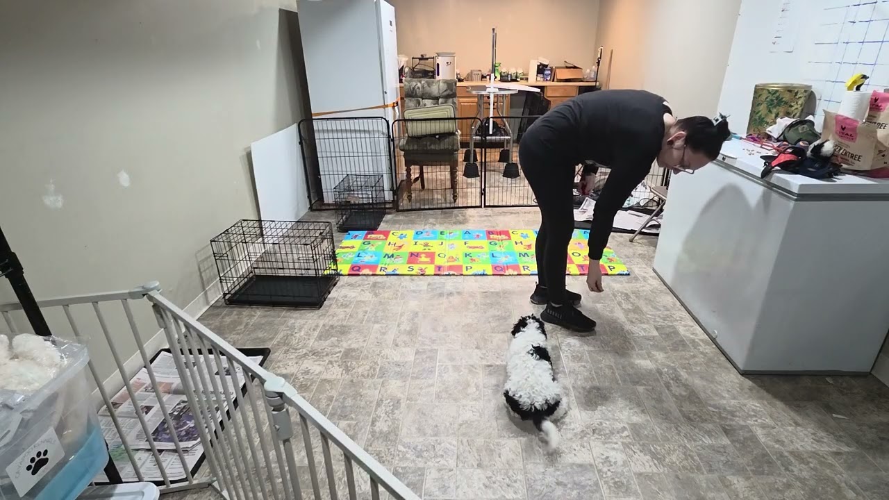 Premier Pup Bandit Wk2 Recap 