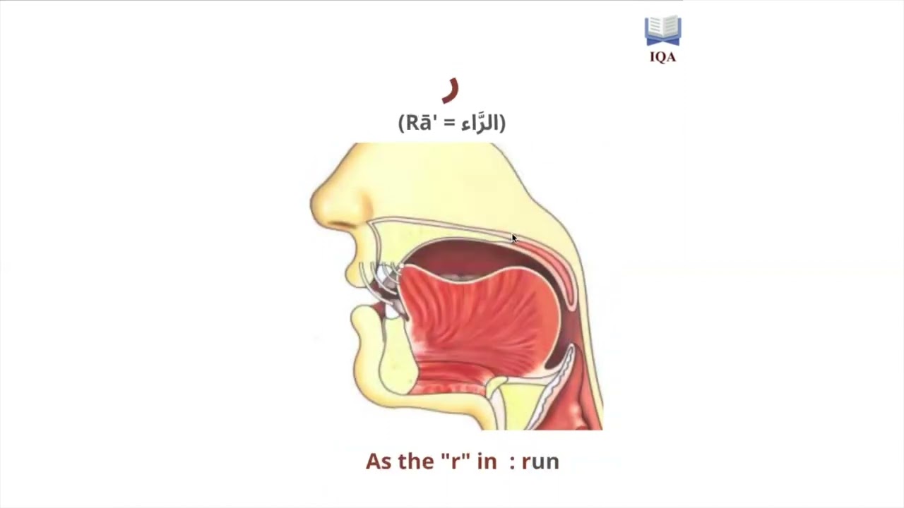 The tongue letters in Arabic
