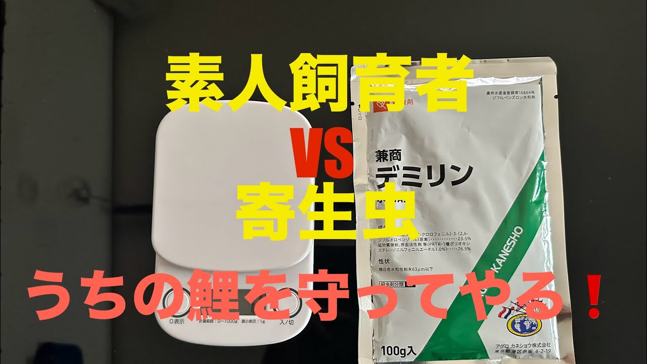 【錦鯉】に寄生虫がついたかも？デミリンで退治してやる‼️
