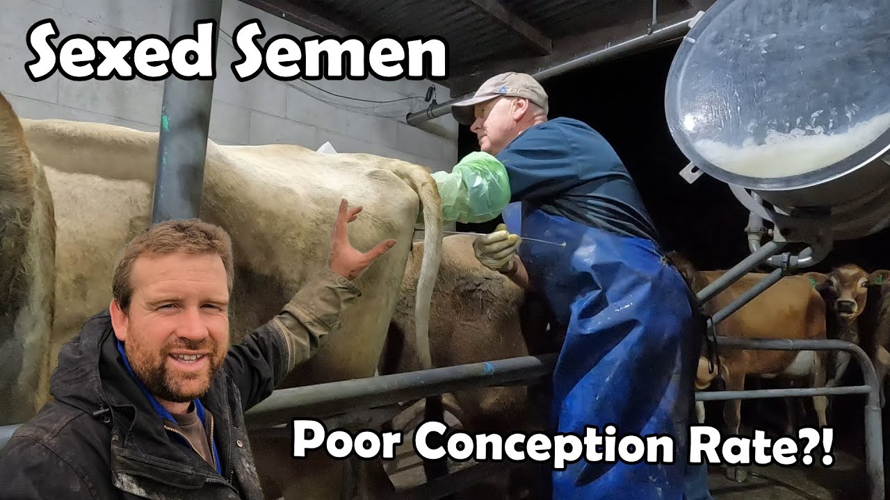 I'm Giving SEXED SEMEN Another Go!! But Changing My Mating Plan To Suit It Better