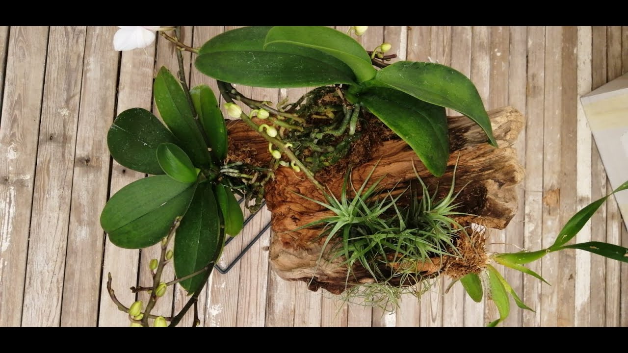 Come coltivare un'orchidea su un tronco di legno in 5 passi...