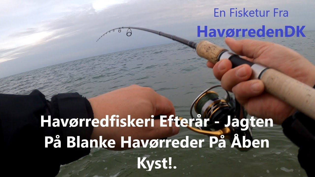 Havørredfiskeri Efterår - Jagten På Blanke Havørreder På Åben Kyst!.