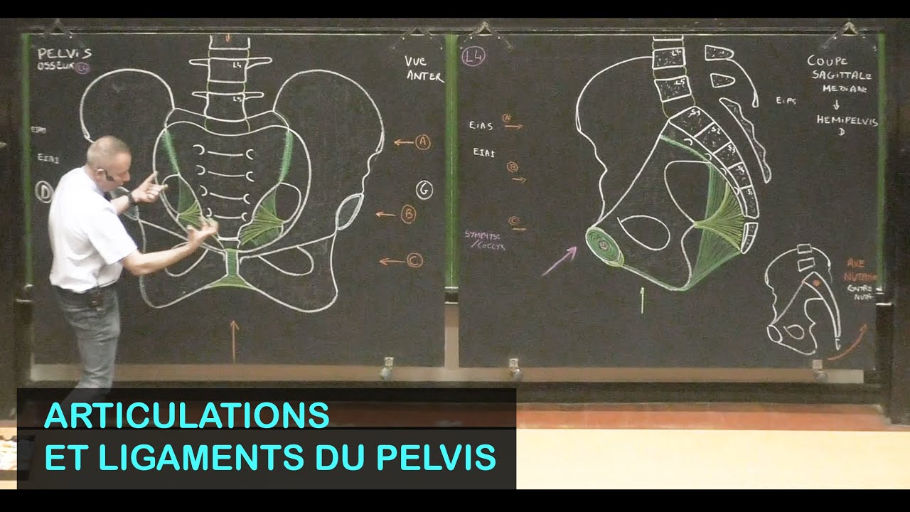 Anatomie des articulations du pelvis (Pelvis 2)