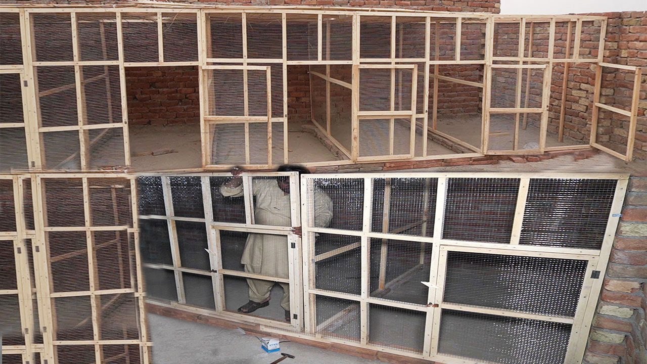 Building new setup of pigeon colony with wood