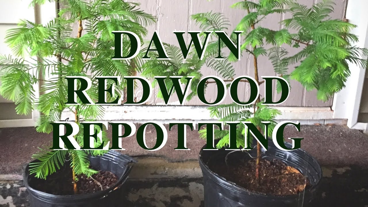 Re-potting Dawn Redwood Pre-Bonsai