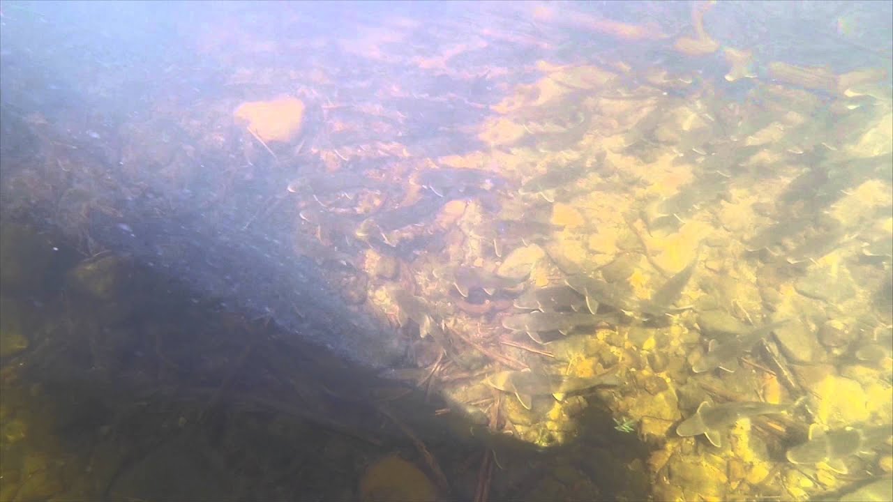 Fraie du Meunier Noir dans le Lac Kenogamie