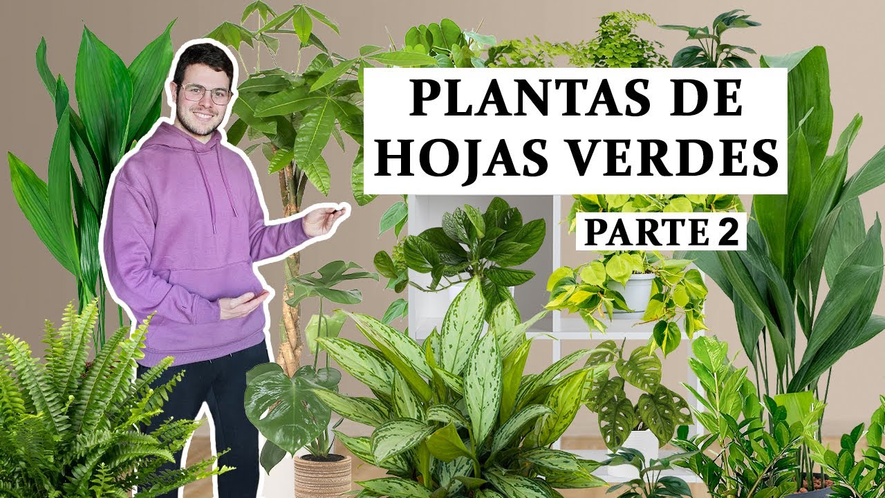 TOP 8 Plantas verdes para interior (Parte 2)