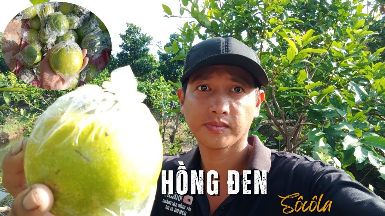 hồng đen socola