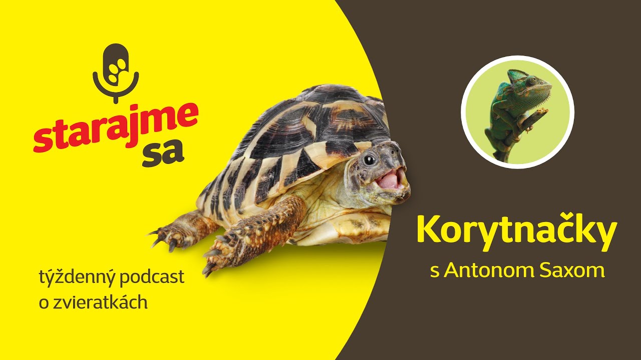 Starajme sa | Teraristika: Korytnačky