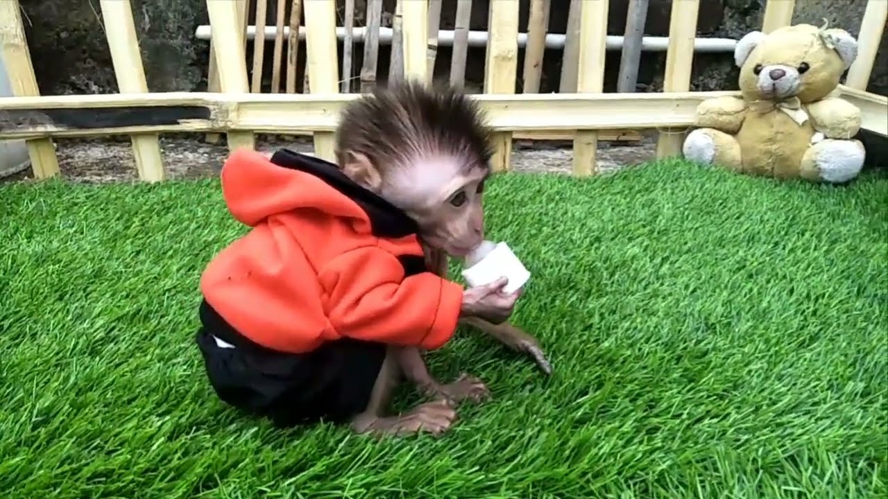 Baby Monpai Obi Plays with a pacifier.
