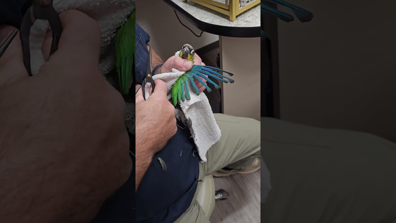 Green Cheek Conure wing modification