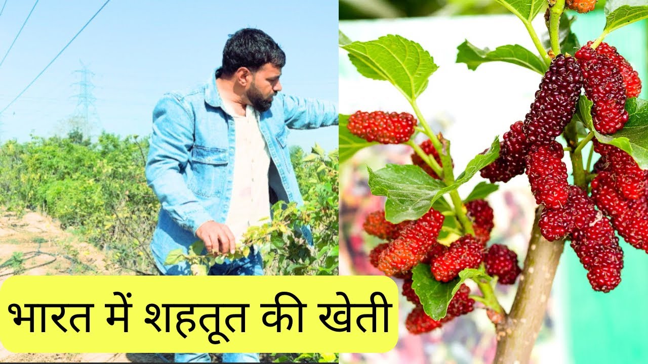 शहतूत की खेती इन इंडिया Mulberry cultivation in India #mulberrytree #jhnews