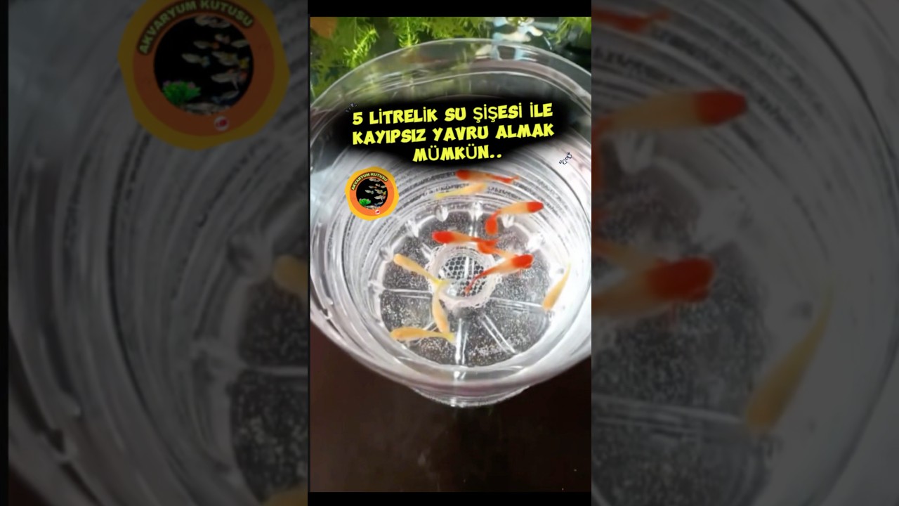 5 Litrelik Su Şişesi İle Yavru Almak. 🐟 #akvaryum #bitkiliakvaryum #aquascape #fish #lepistes