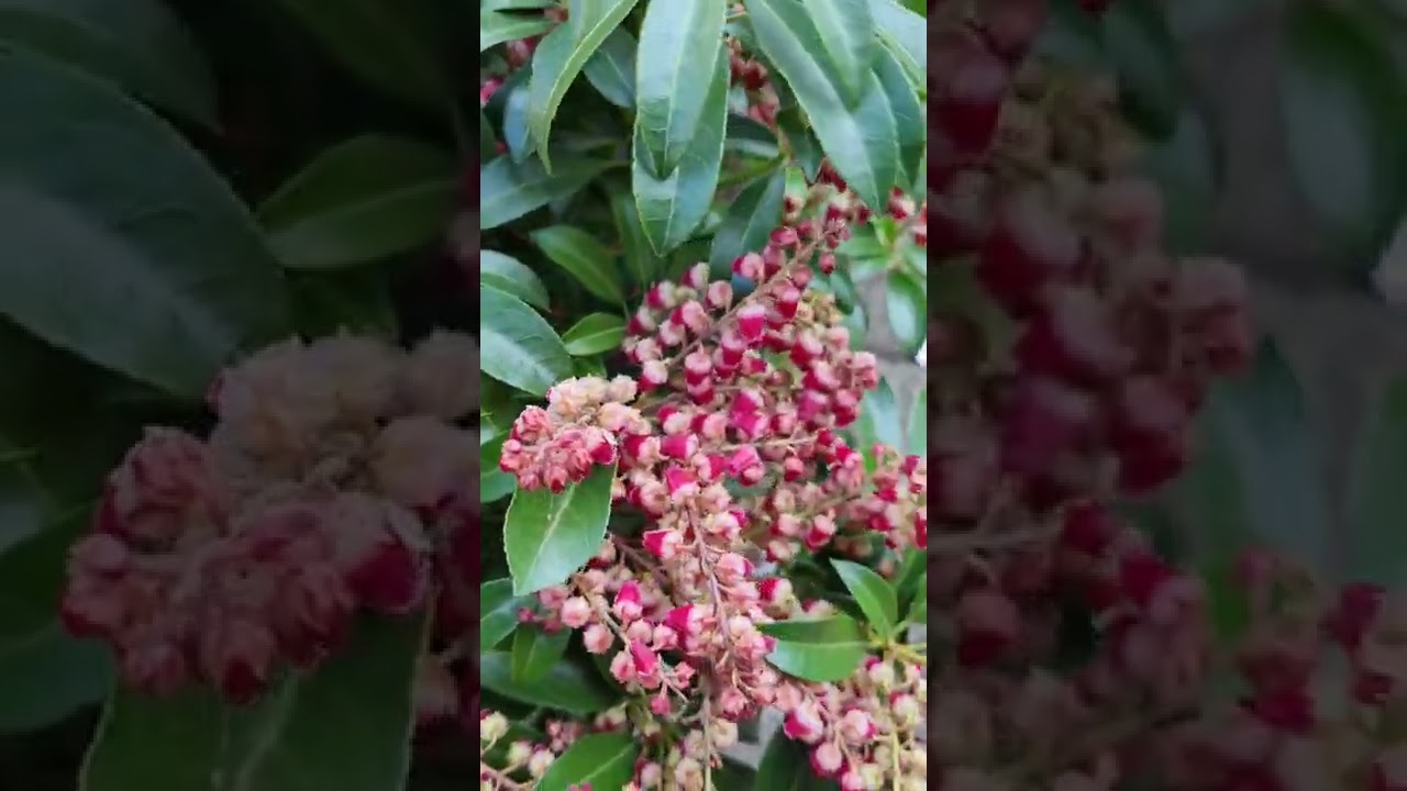 PIERIS JAPONICA (PINK PASSION)#pierisjaponica #pinkpassion