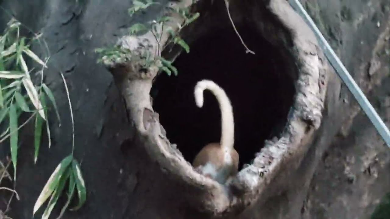 Tomee and kinnu went inside the big tree hole