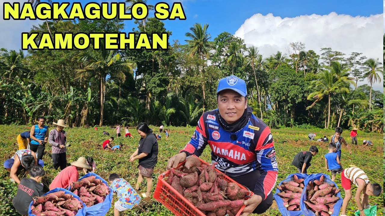 Nagkagulo ang Barangay sa kamote...Ipinamigay ko lahat ng mga kamote ko sa mga kaperbahay...