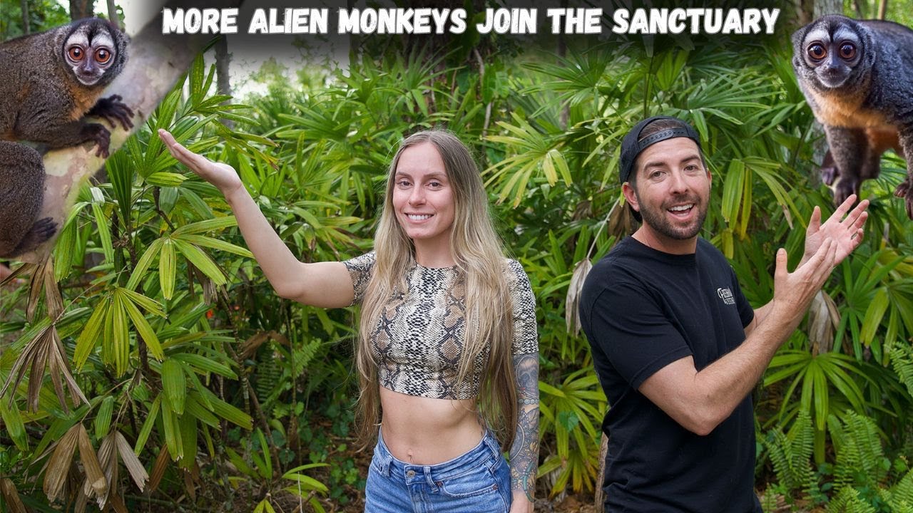 Our Favorite Monkeys