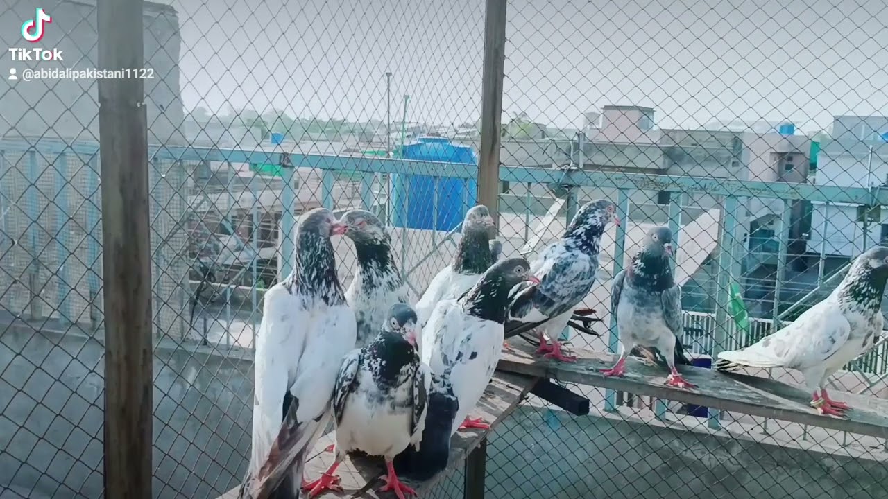 Prince dubwale  firozpur kabooter available only  location Lahore price per pic 3500 03233571153
