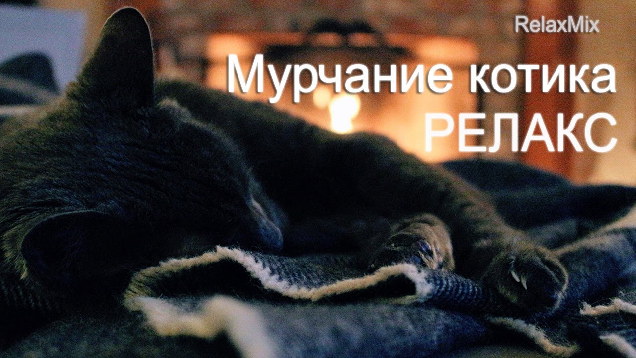 Asmr. Мурлыканье кошки у камина
