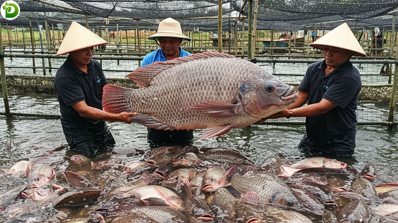 GIANT TILAPIA! How Southeast Asian Farmers Made $200,000 From Giant Tilapia Fish