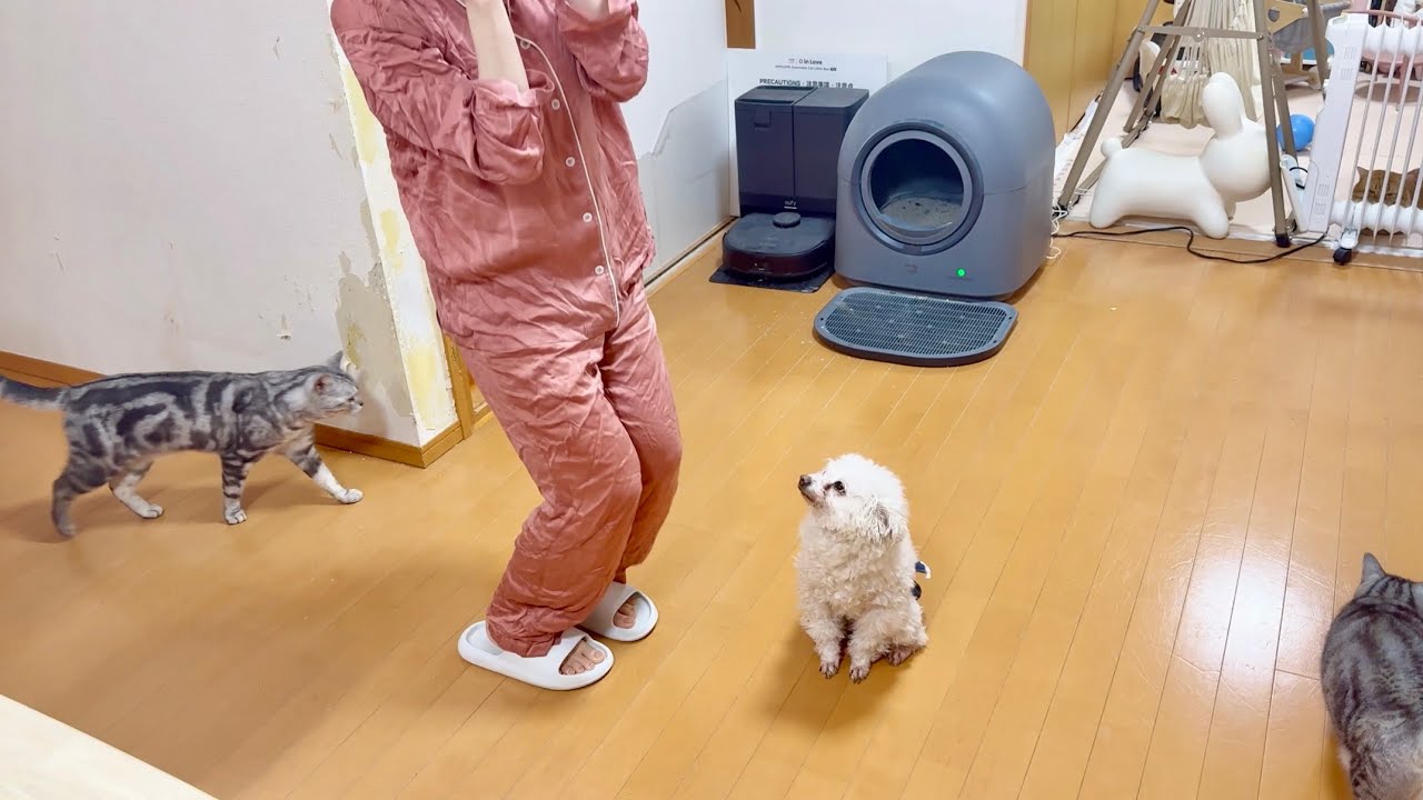 体操してるママを全く気にも留めない猫たちとじっと見守るワンちゃん。