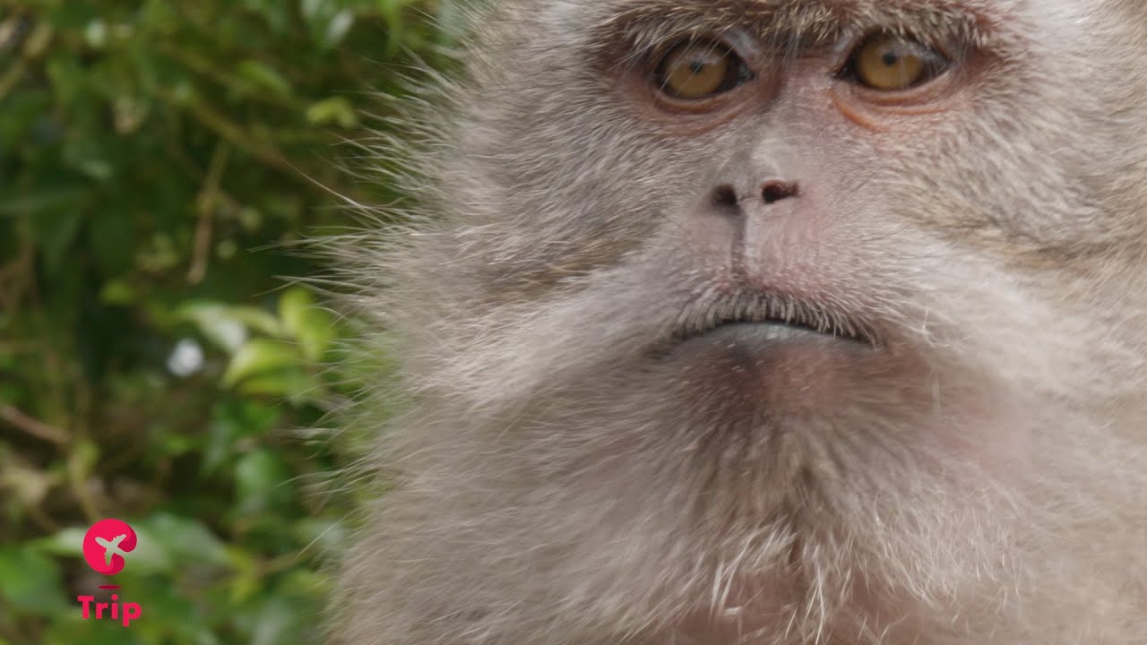 Le scimmiette del tempio indù a Grand Bassin --- Mauritius 🐵🐒🐵