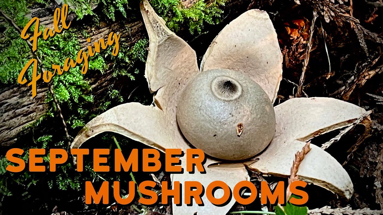 Mushroom Foraging - Hunting Strange, Beautiful,& Delicious Fungi - Earthstar Earpick Shrimps & More