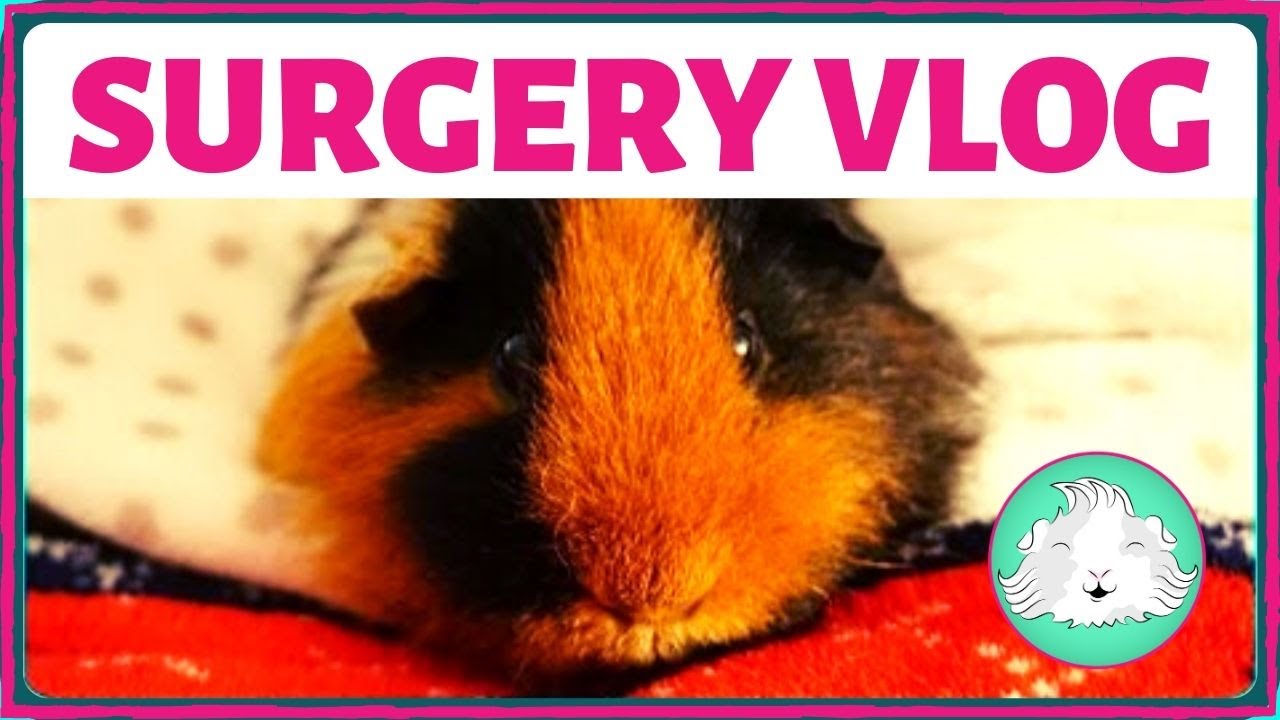 Twiglet's Surgery Vlog (Guinea Pig)! | Squeak Dreams