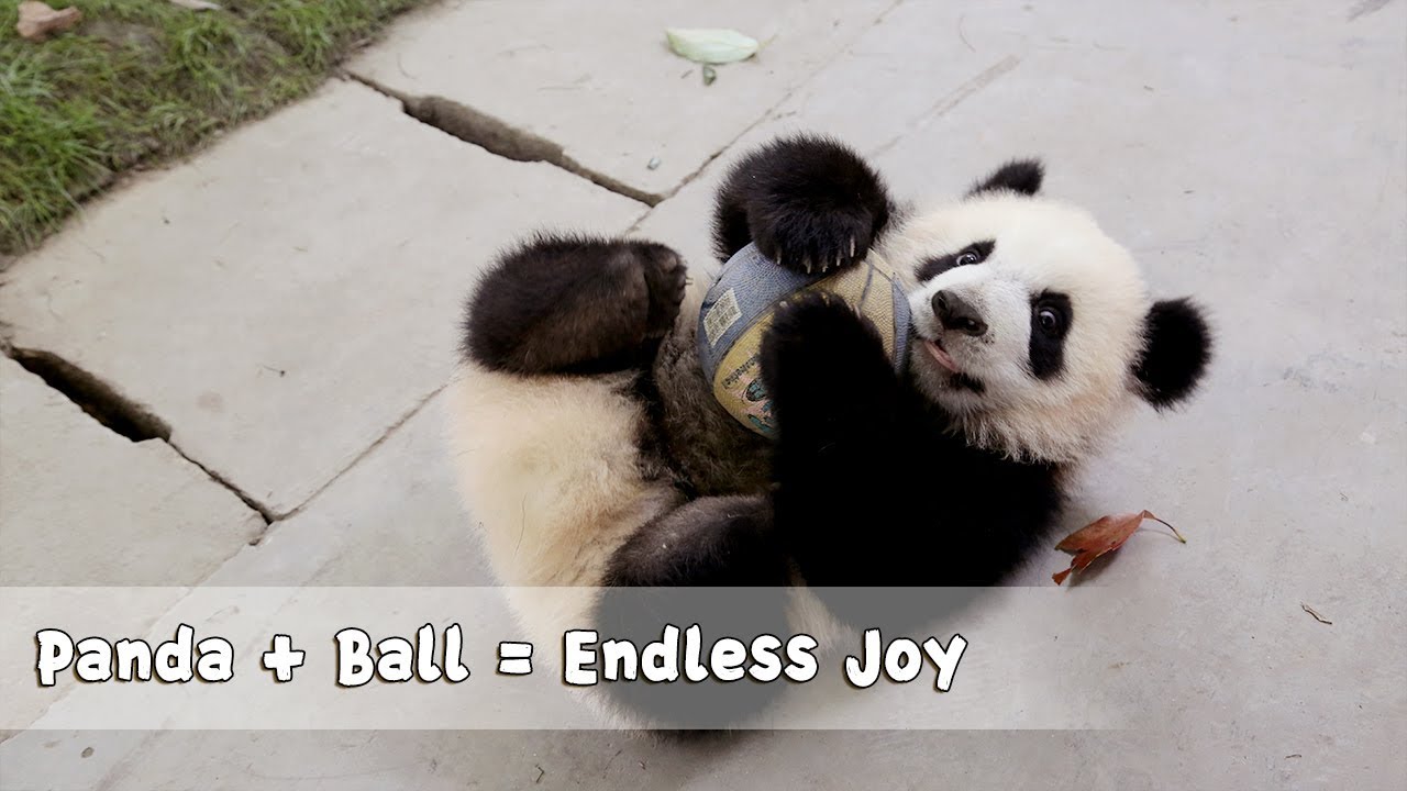 Panda Football Team Join World Cup Football Party | iPanda