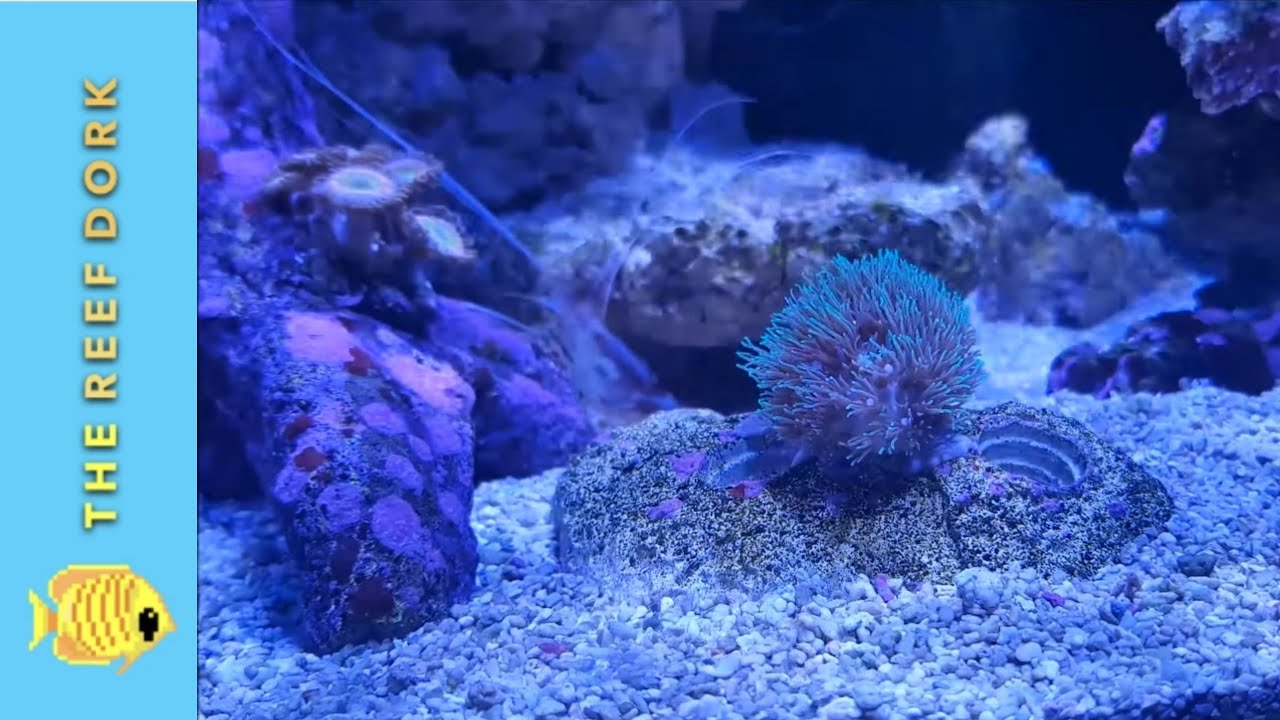 The Interim Tank Update #5 - ATI Essentials