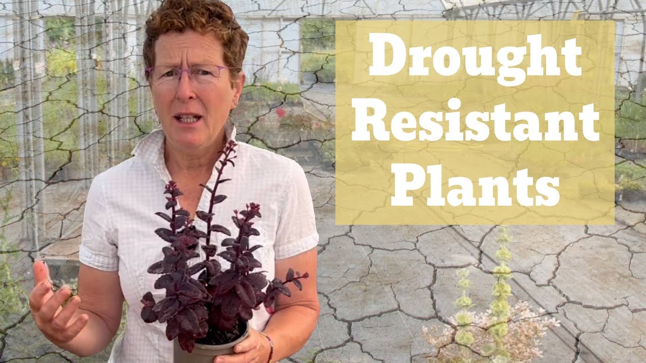 Defy Dry Weather with These Drought Resistant Plants