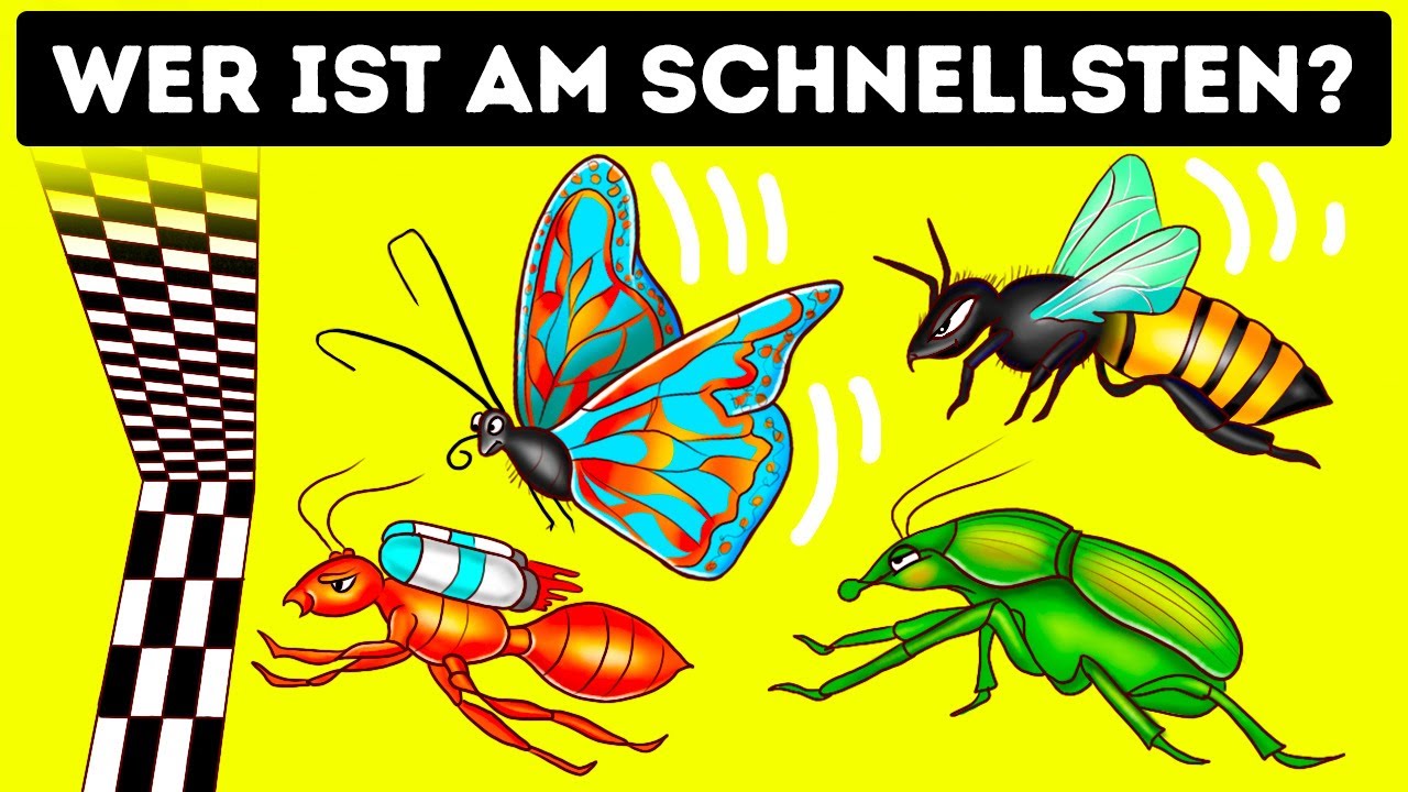 Wer gewinnt das Rennen der schnellsten Insekten?