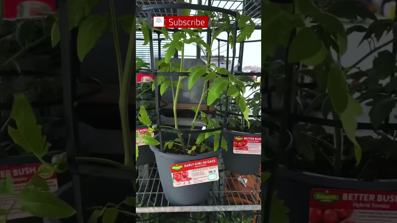 When To Plant Tomato Plants in Your Garden