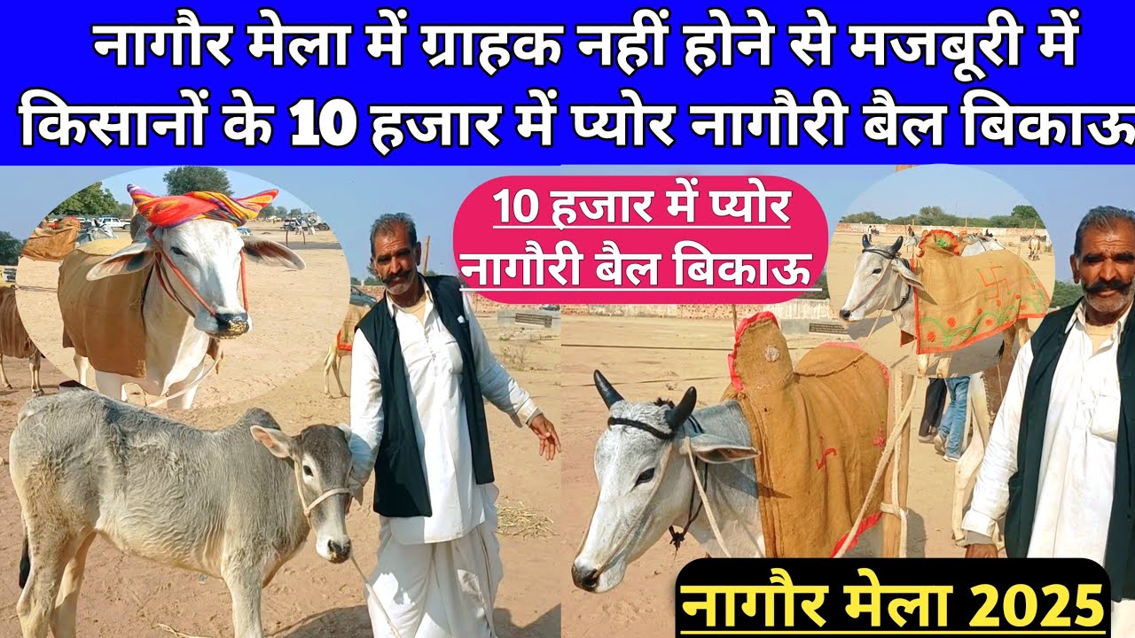 ग्राहक नहीं होने से सिर्फ 10 हजार में किसानों के प्योर नागौरी बैल बिकाऊ। Nagaur pashu mela 2025।