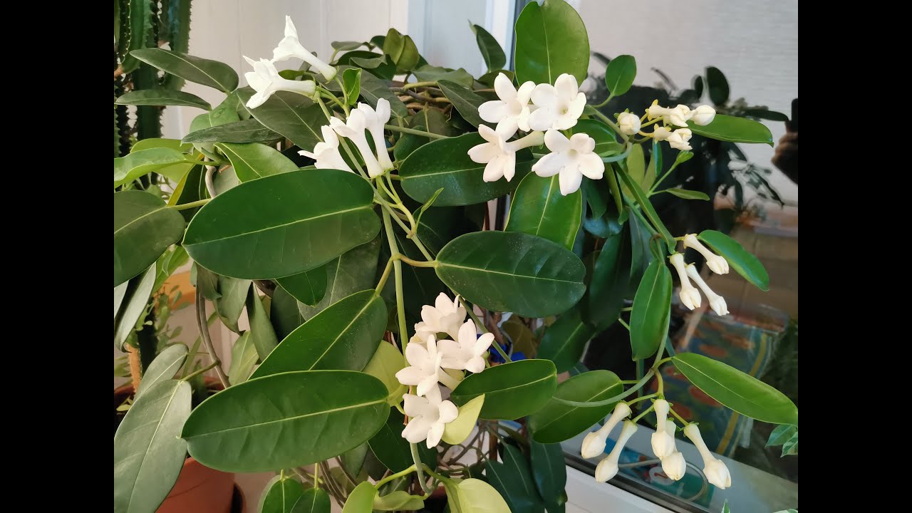 Стефанотис. Хобби моего мужа.