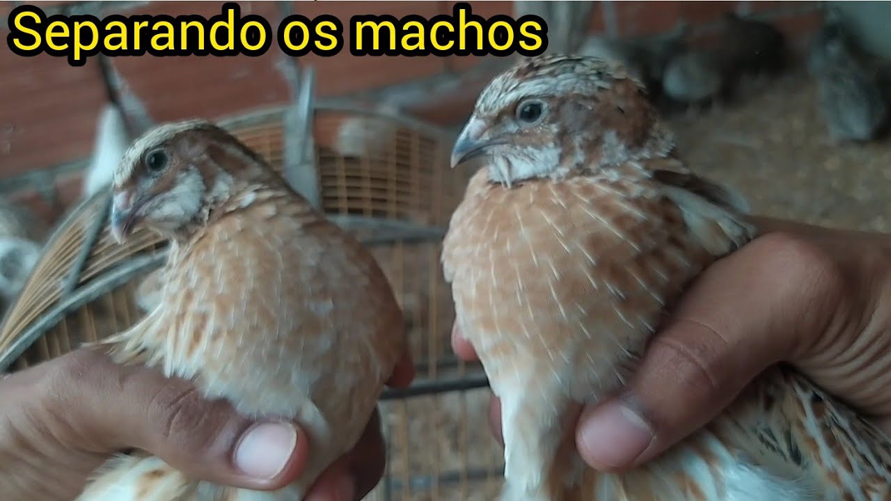 Separando as CODORNA Macho das F&ecirc;meas
