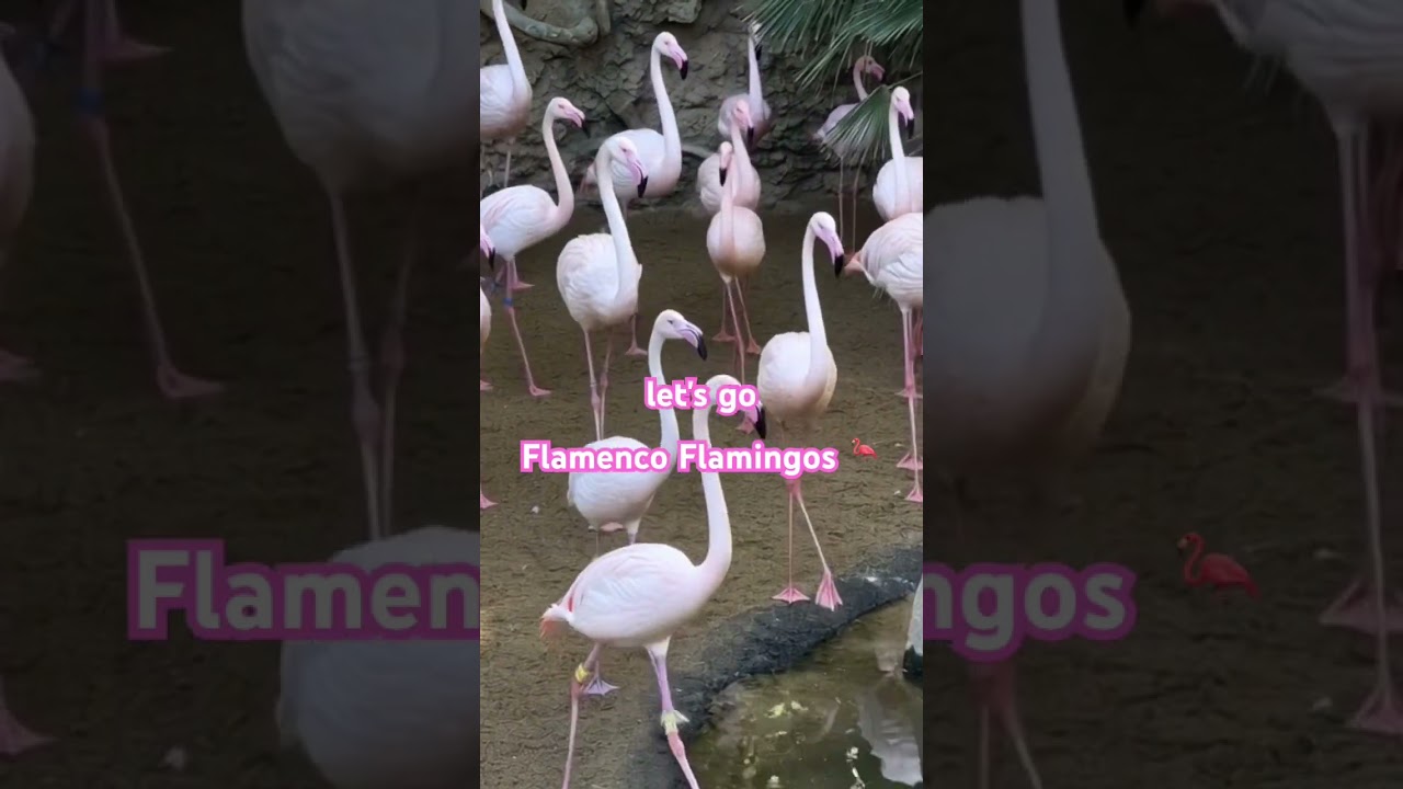When Flamingos Dance Flamenco 🦩💃 | AI Meets Spanish Rhythm 
