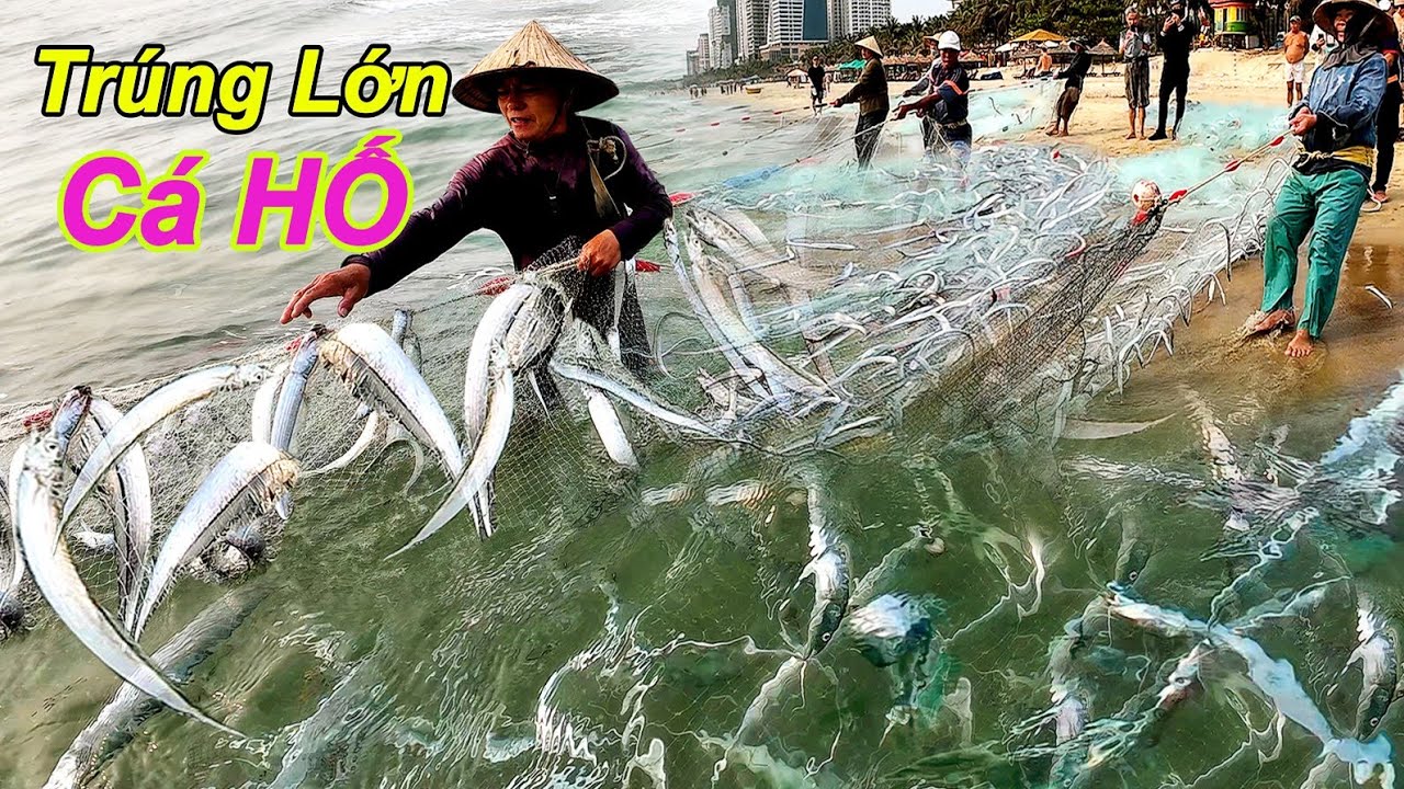 luồn Cá Hố Trắng Áp Sát Bờ Biển Mỹ Khê || 20k /1kg Tại TP Đà Nẵng
