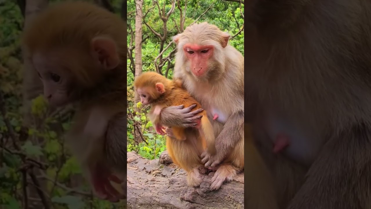 Cute and Funny Monkey - Videos  2021 /Monkey Cute