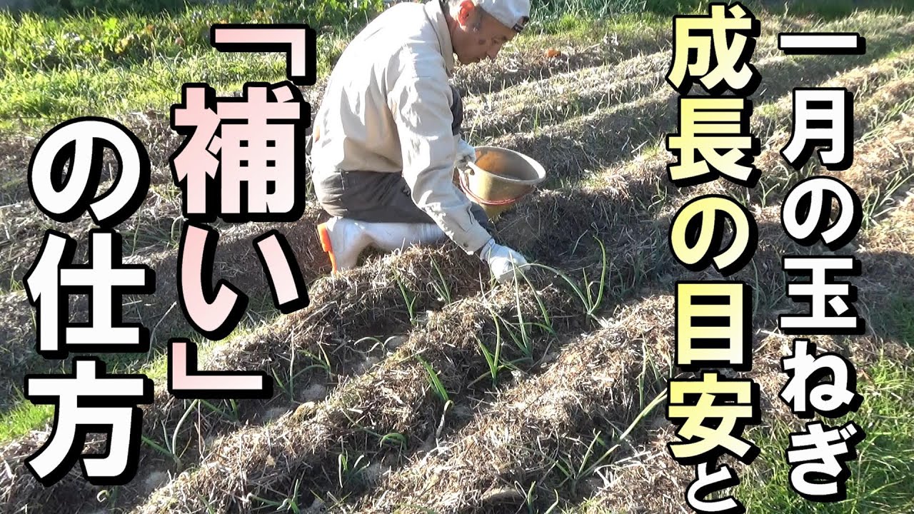 【自然農】「自然農の玉ねぎ」1月の成長の目安と「補い」の仕方　2022年12月27日【natural farming】