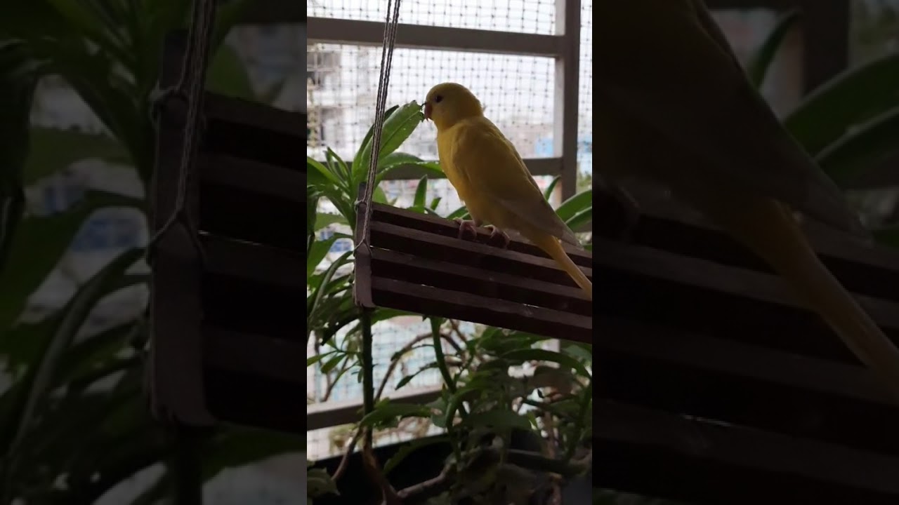 baby parakeet eats green 