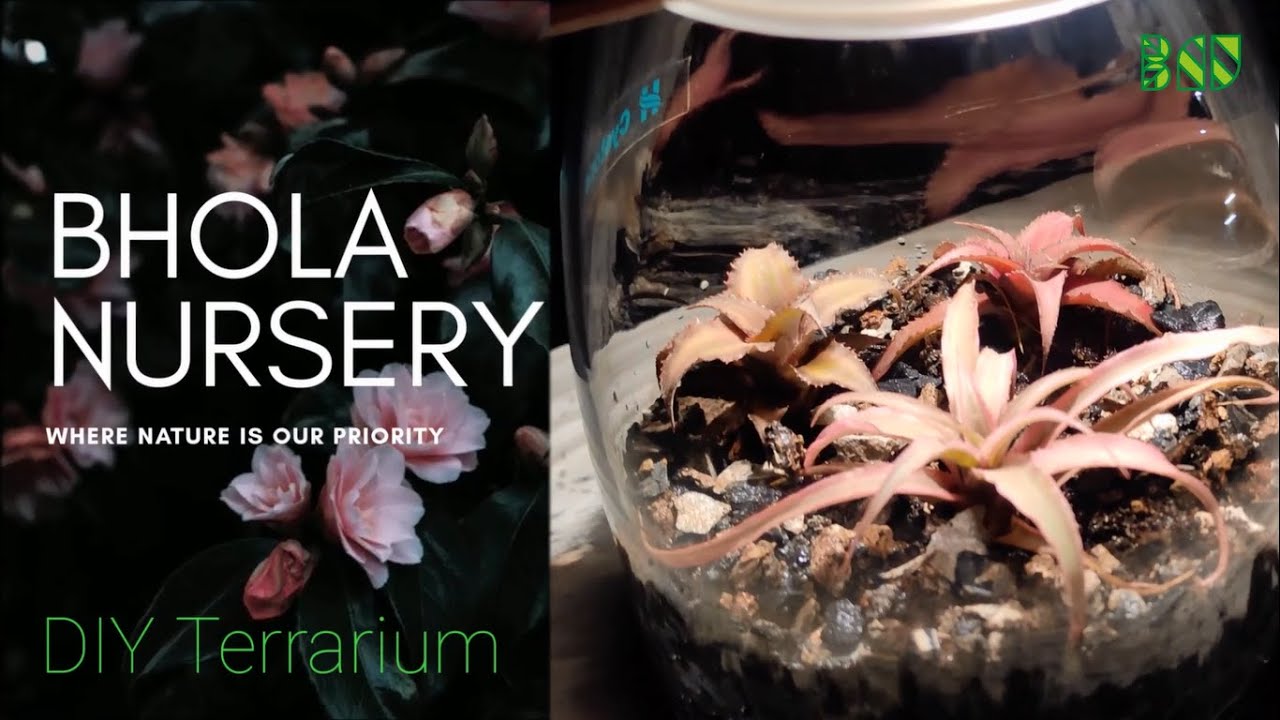 Doesn't Need Water For Months  | DIY Terrarium | Closed Container | Bhola Nursery |