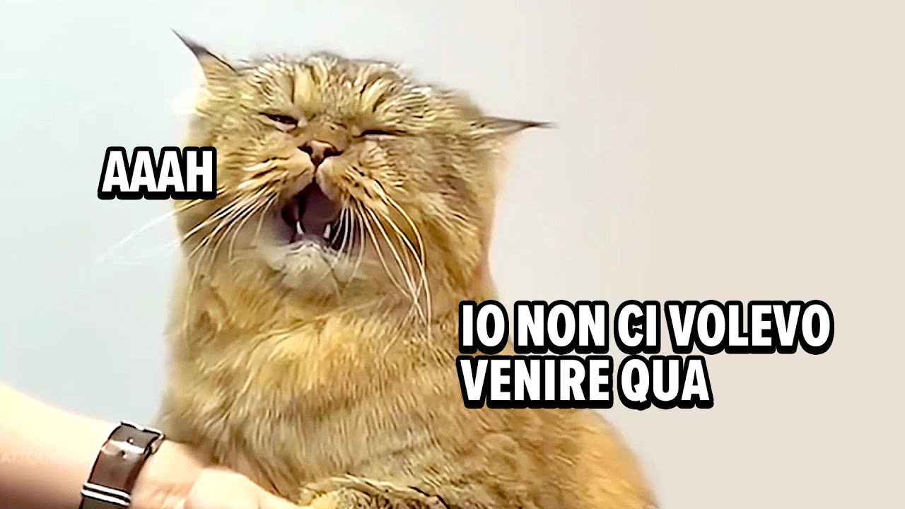 Gatti Doppiati 😹🎤 Ep. 2
