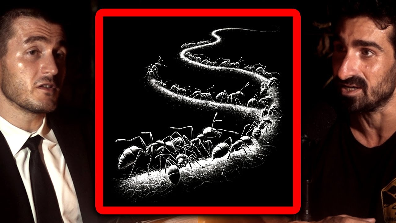 Lex Fridman on ant colonies